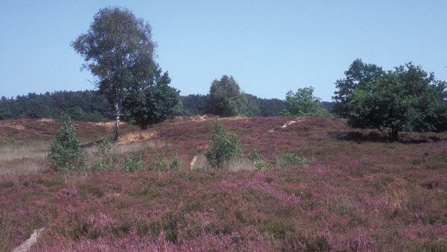 heide-teut1
